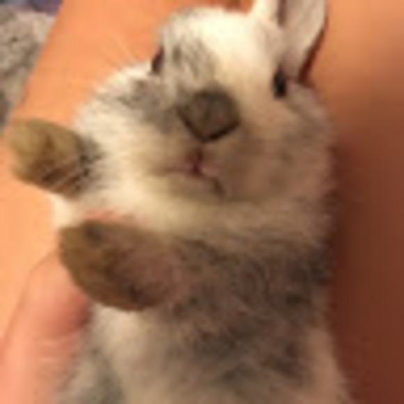 Meet your Posher, Madison - Picture 1 of 1